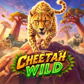 Cheetah Wild
